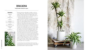 Decorating With Plants: What To Choose, Ways To Style, And How To Make Them Thrive