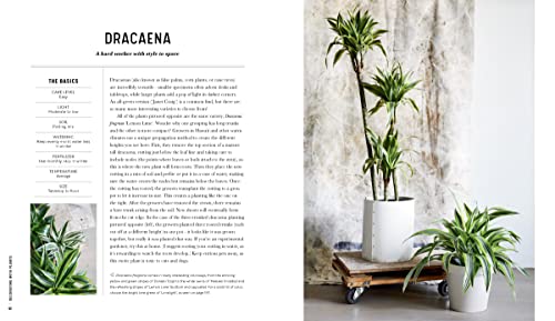 Decorating With Plants: What To Choose, Ways To Style, And How To Make Them Thrive