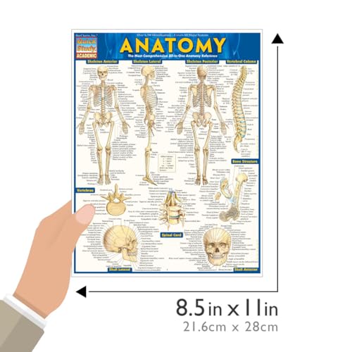 Anatomy QuickStudy Laminated Reference Guide (QuickStudy Academic),New
