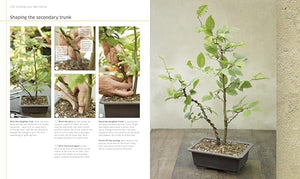 Bonsai
