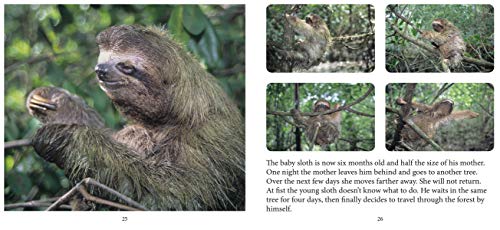 Baby Sloth (Nature Babies),Used
