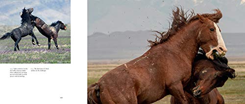 Wild Horses of the West,Used