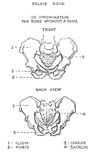 The Human Machine (Dover Anatomy for Artists),Used