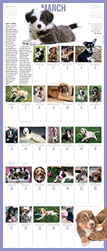 365 PuppiesAYear PictureADay Wall Calendar 2022: The Most Adorable, Irresistible Puppies.,Used