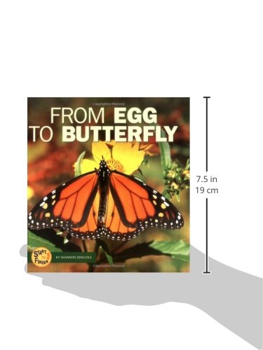 From Egg to Butterfly (Start to Finish),Used
