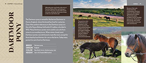 Horses: Bold and Beautiful,Used