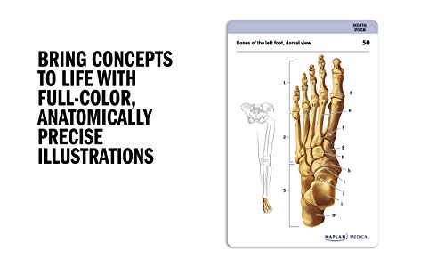 Anatomy Flashcards