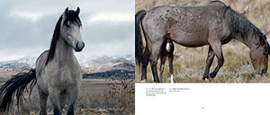 Wild Horses of the West,Used