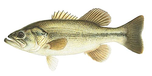 Freshwater Gamefish of North America Poster,Used
