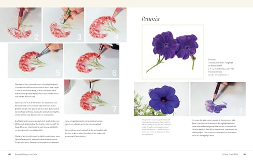 Botanical Art Techniques: A Comprehensive Guide To Watercolor, Graphite, Colored Pencil, Vellum, Pen And Ink, Egg Tempera, Oils,