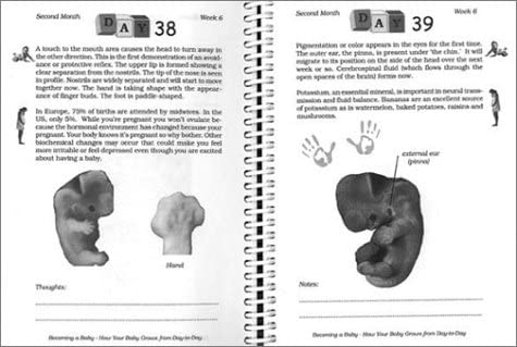 Becoming a Baby: How Your Baby Grows from DaytoDay,Used