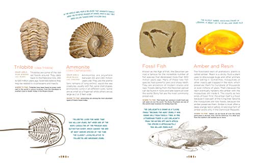Cabinet Of Curiosities: Collecting And Understanding The Wonders Of The Natural World