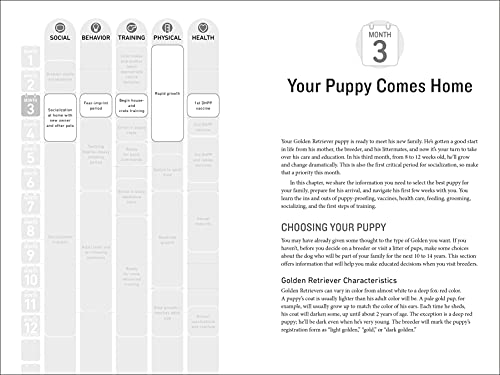 Your Golden Retriever Puppy Month by Month: Everything You Need to Know at Each Stage to Ensure Your Cute and Playful Puppy (You,New