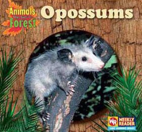 Opossums (Animals That Live In The Forest),Used