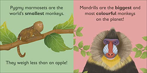 M Is For Monkey (The Animal Alphabet Library)