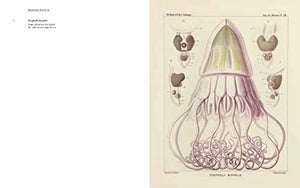 Art Forms from the Abyss: Ernst Haeckel's Images From The HMS Challenger Expedition,Used