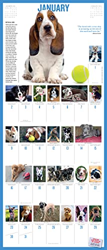 365 PuppiesAYear PictureADay Wall Calendar 2022: The Most Adorable, Irresistible Puppies.,Used