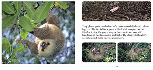 Baby Sloth (Nature Babies),Used