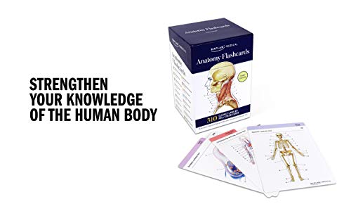 Anatomy Flashcards