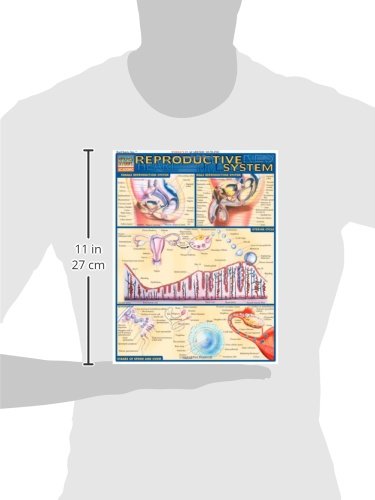 Reproductive System (Quick Study Academic),Used