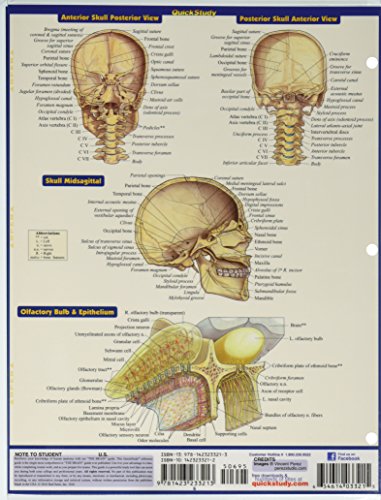 Brain (Quick Study Academic),New