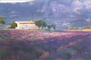 Van Gogh's Gardens,Used