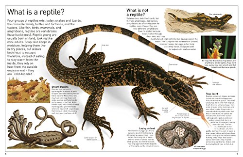 Reptile,Used