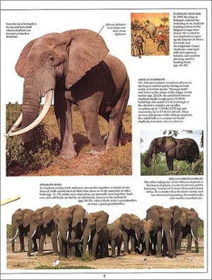 Eyewitness: Elephant,Used