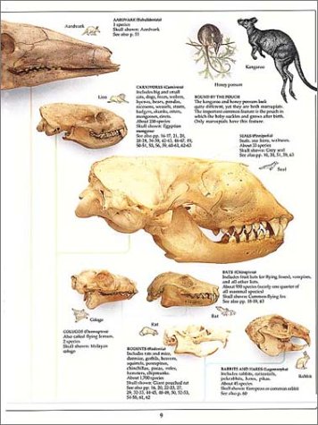 Eyewitness: Mammal,Used