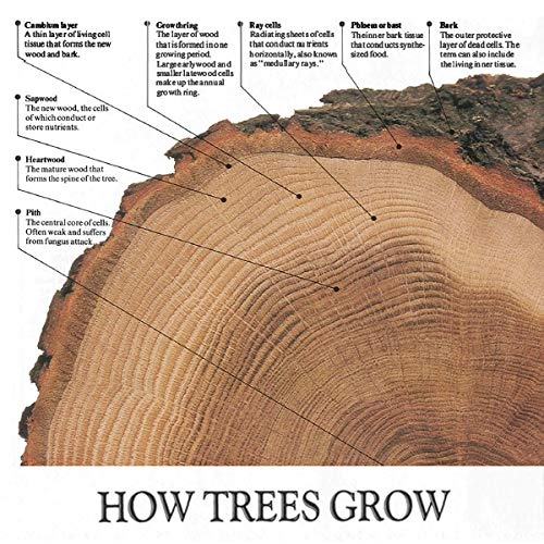 The Complete Manual Of Woodworking: A Detailed Guide To Design, Techniques, And Tools For The Beginner And Expert,Used