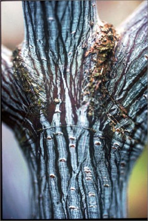 Japanese Maples: Momiji And Kaede-new