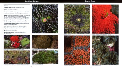 Invertebrates: A Quick Reference Guide (Oceanographic Series),New