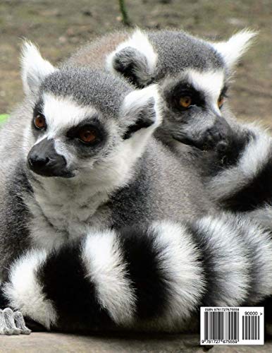Composition Notebook: College Ruled Ring Tailed Lemur Cute Composition Notebook, Girl Boy School Notebook, College Notebooks, Co,Used