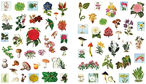 Outdoor School: Spot & Sticker Plants,Used