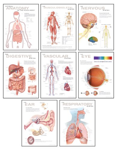 Human Anatomy Chart Pack: Wall Chart