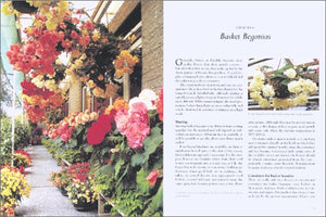 Begonias,Used