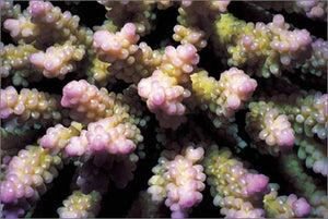 Eyes Into Secret Seas,Used