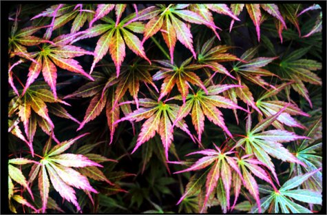 Japanese Maples: Momiji And Kaede-new