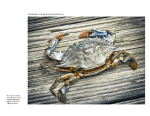 Chesapeake Views,Used