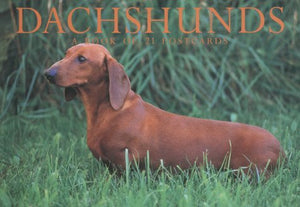 Dachshunds,Used