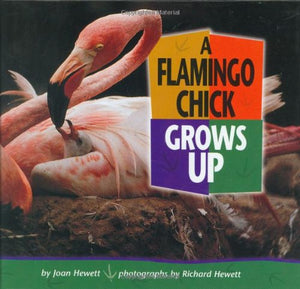 A Flamingo Chick Grows Up (Baby Animals),Used