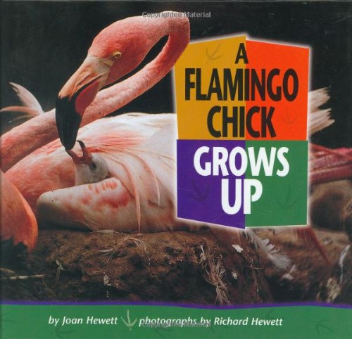 A Flamingo Chick Grows Up (Baby Animals),Used