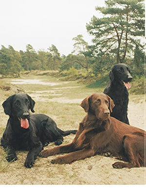 Flatcoated Retriever (Companionhouse Books)