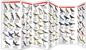 Great Smoky Mountains Birds: An Introduction to Familiar Species (Wildlife and Nature Identification),Used