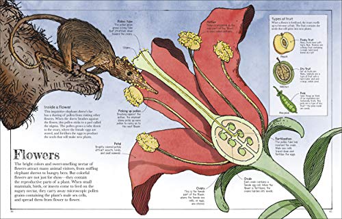 Mammoth Science: The Big Ideas That Explain Our World (DK David Macaulay How Things Work),Used