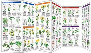 Tennessee Trees & Wildflowers: A Folding Pocket Guide to Familiar Plants (Wildlife and Nature Identification),Used