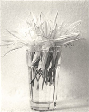 The Greek File: Images from a Mythic Land,Used