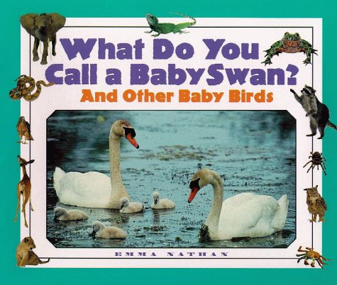What Do You Call a Baby  Swan? And Other Baby Birds,Used
