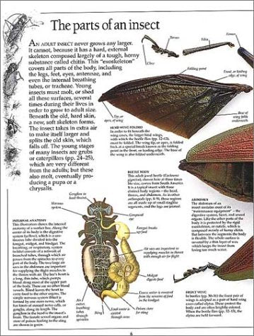 Eyewitness: Insect (Eyewitness Books),Used