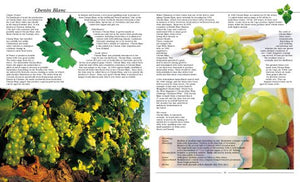 Wines and Brandies of the Cape of Good Hope: The Definitive Guide to the South African Wine Industry,Used